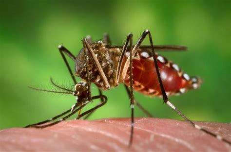 Virusul Zika - Wikipedia
