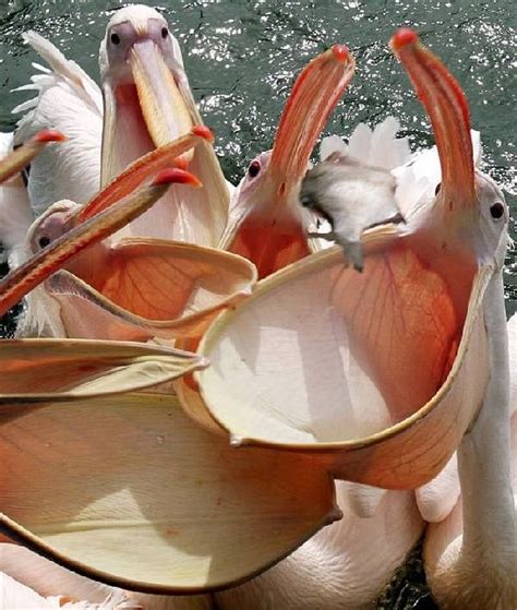 Pin on Птицы | Birds, Beautiful birds, Pet birds