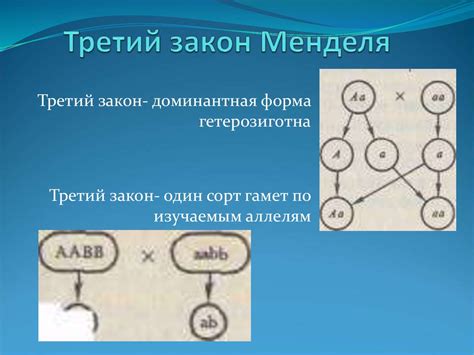 Законы Менделя - презентация онлайн