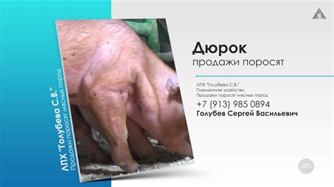 Продажа поросят Дюрок - YouTube