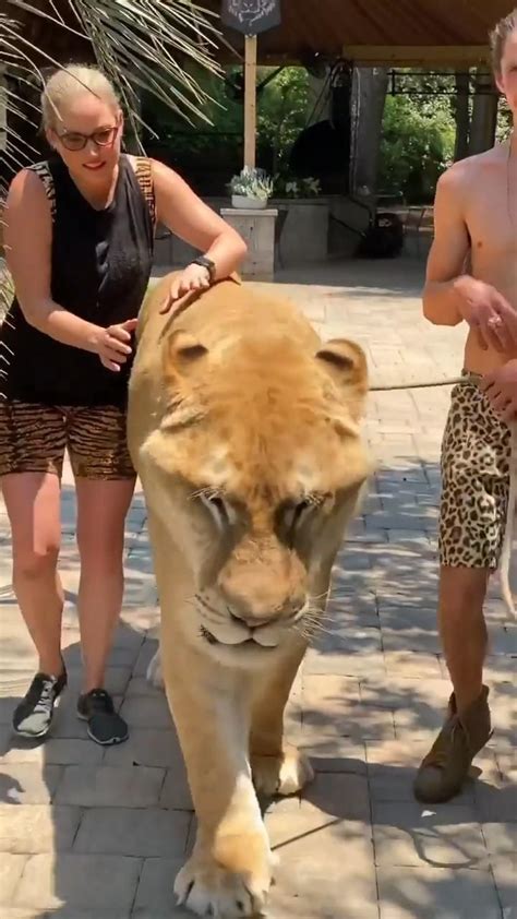 worlds largest big cat animals amazing cat breeds weird animals