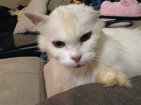 Free kittens near me by owner listings are surging this spring 14