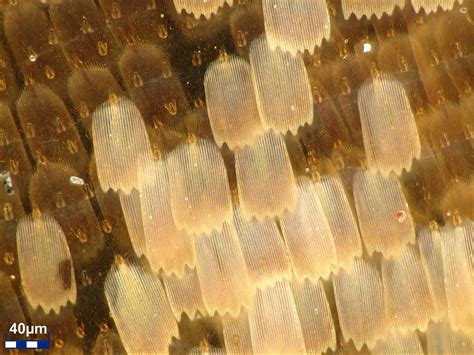 microstructure analysis