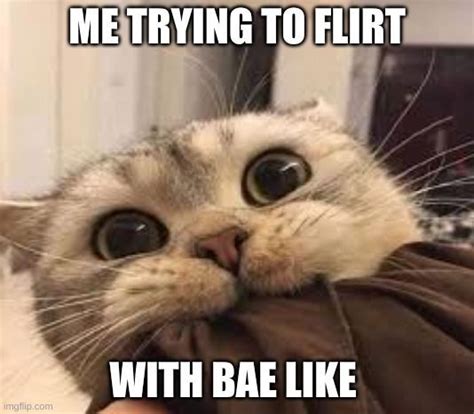NOM NOM CAT | Cats, Cat memes, Couple memes