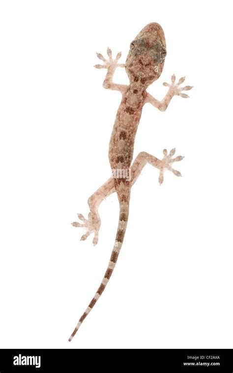 animal chinese gecko isolated on white background Stock Photo - Alamy