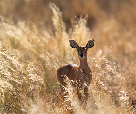 Bambi (Forum für Naturfotografen)