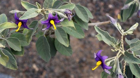 Flower Gallery :: Solanaceae :: D80A4346