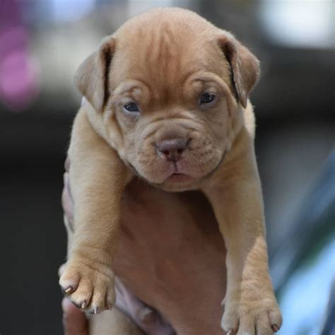 Pitbull Mastiff Puppies / Pin by Anna Blake on Baby | Animal heros ...