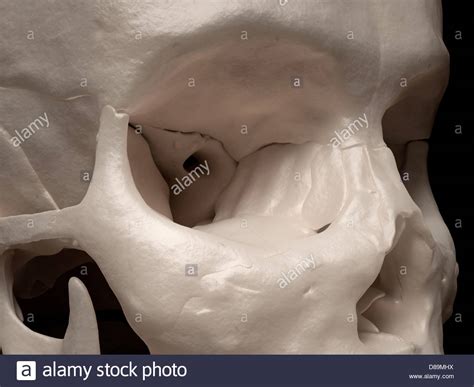 eye socket sinus anatomy