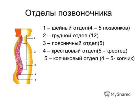 Презентация на тему: "Скелет туловища. Позвоночник Грудная клетка ...