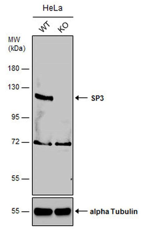 SP3 Antibody (PA5-78176)