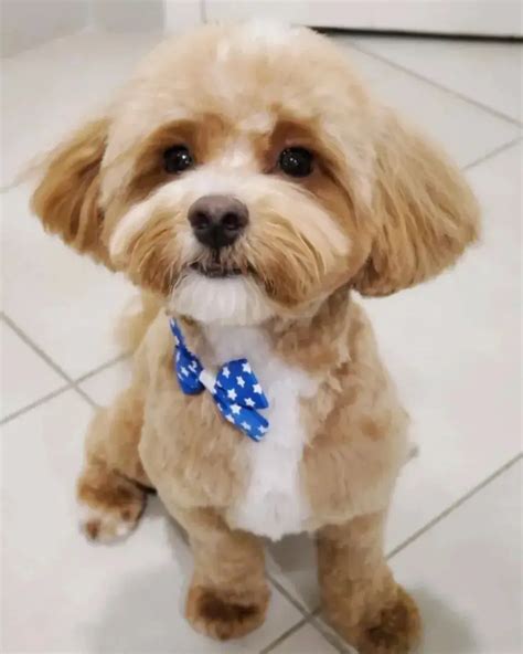 25+ Best Maltipoo Haircuts Ideas to Groom Your Dog - Pets Nurturing