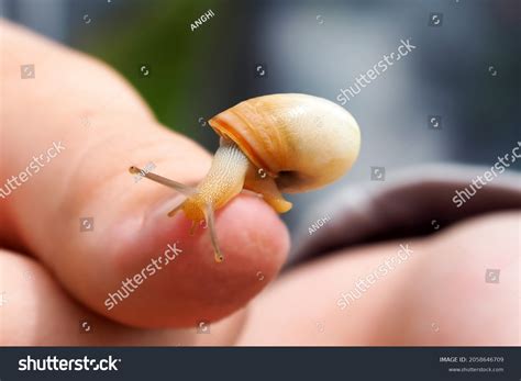 67,124 Small snail Images, Stock Photos & Vectors | Shutterstock