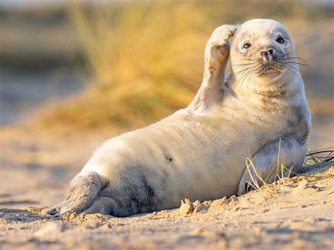 Lustige Tiere Bilder / Lustige Kuh Foto & Bild | tiere, wildlife ...