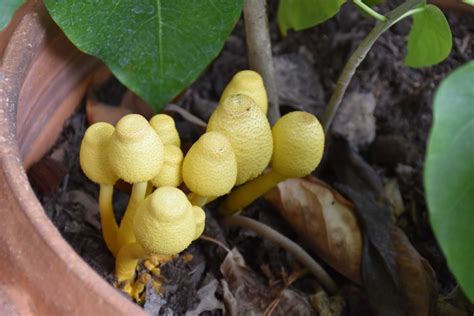 Yellow Mushrooms in Potted Plants (Everything You Need to Know) - Mushroom Appreciation