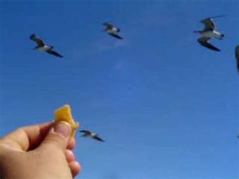 Gaviotas - YouTube