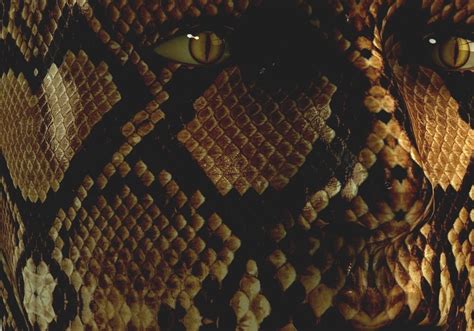 Snake - Human Snake