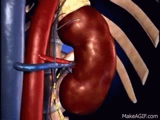 animated kidney gifs tenor