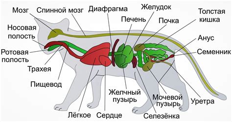 Млекопитающие 🌟 Виды, список, названия, особенности, описание, фото и ...