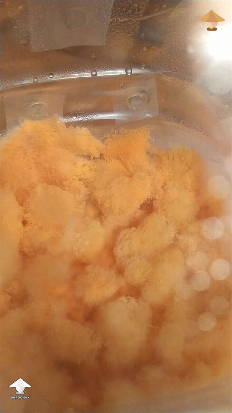Orange bread mold (Neurospora) gallery on Shroomok