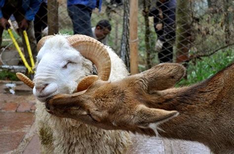 ovan slike - Google pretraživanje | Animals friends, Animals friendship ...