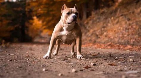 Bulldog Mix: The Best English Bulldog Mixes - Dogtwist