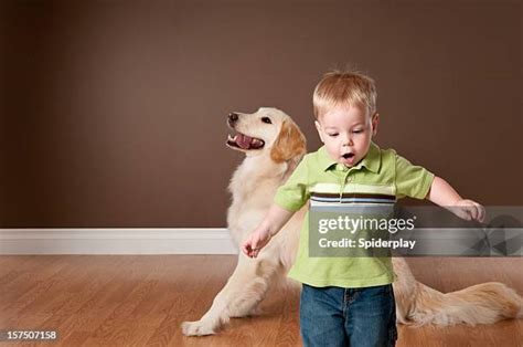 444 Baby Golden Retriever Stock Photos, High-Res Pictures, and Images ...