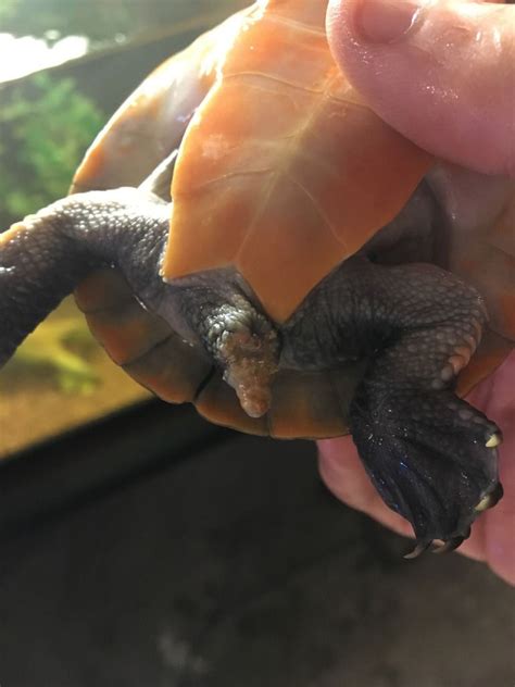 Tail Nipping Injury - General Turtle Discussions - Turtle Forum