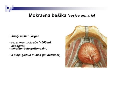 Urinarni trakt