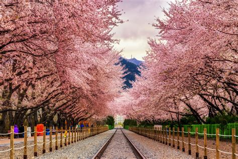 Cherry Blossoms of South Korea | Crooked Compass