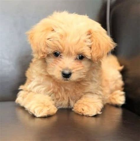 Pomeranian Poodle Lab Mix - Pets Lovers