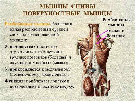 ПЛАН ЛЕКЦИИ I III IV V VI Мышцы