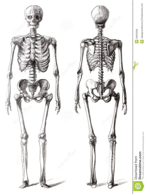Drawing skeleton | Skeleton drawings, Skeleton art drawing, Skeleton art