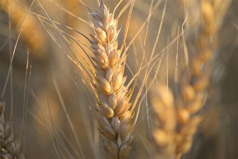 CULTO DAS PRIMÍCIAS | Missão Life