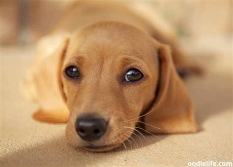 how much to feed an 8 week old puppy