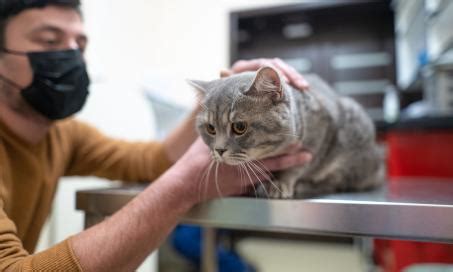 how to know if cat has arthritis