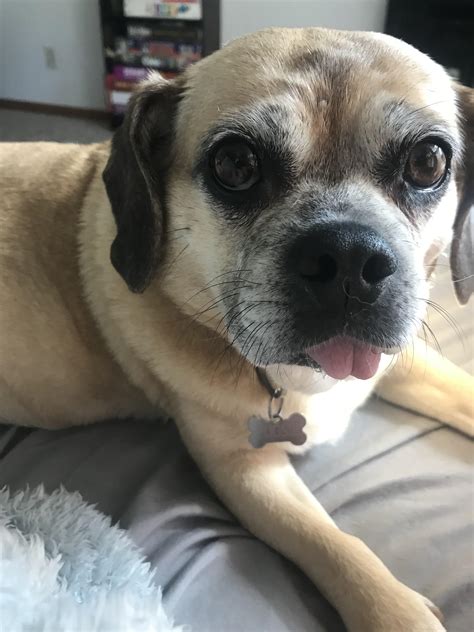 My Puggle of Peace : r/Puggle