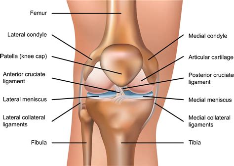 Medial Knee Anatomy
