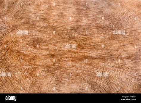brown dog fur texture background breed pit bull terrier stock photo