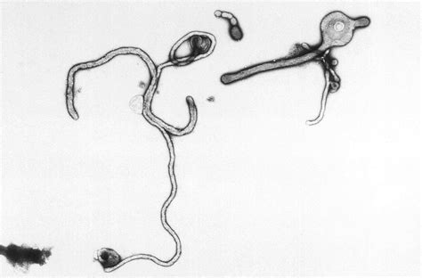 Free picture: ultrastructural, curvilimorphologic, features, ebola, virus