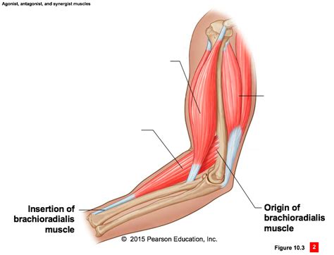 Agonist, antagonist, and synergist muscles Diagram | Quizlet