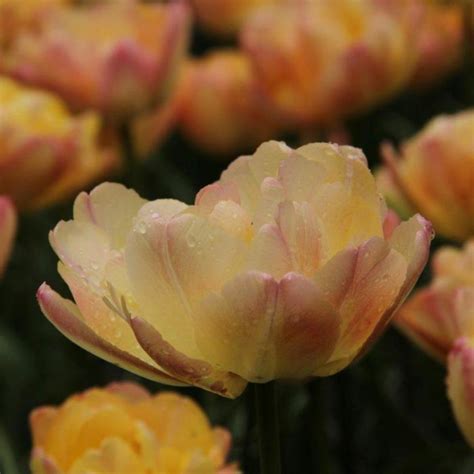 Tulipa 'Cream Upstar' - buy plants at Coolplants