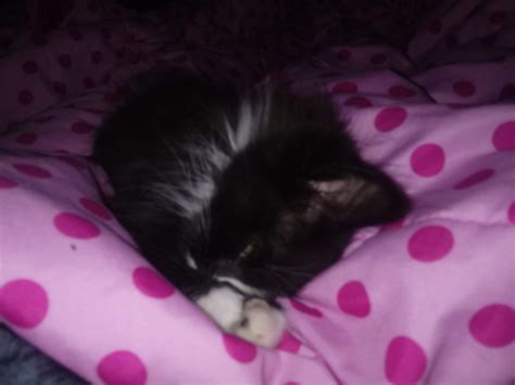 Abby | Wiki | Cats Amino