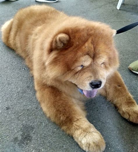 На хайван-пазар в Манила - Познание