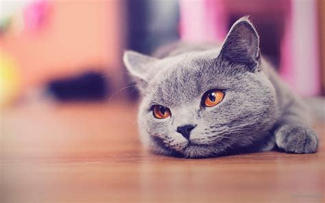 Cute Cat Desktop Wallpapers - Top Free Cute Cat Desktop Backgrounds ...