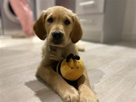 Nellie - Contest Entry #102405 - Modern Dog Magazine