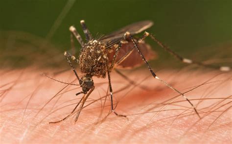WBBROC Seeks Mosquito Funding - southburnett.com.au