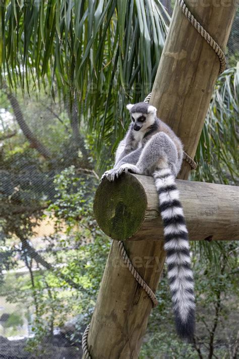 anillsfs tailed lemur, Lemuroidea, sitting quietly on a branch