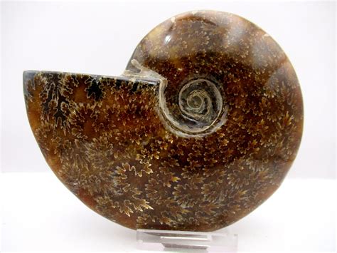 Madagascar Ammonite Cleoniceras Whole 93 | Fossils for Sale