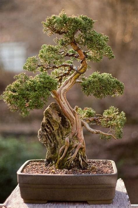 Bonsái│Árboles - #Trees - #Bonsai: | Jardín de bonsáis, Árbol bonsai de ...